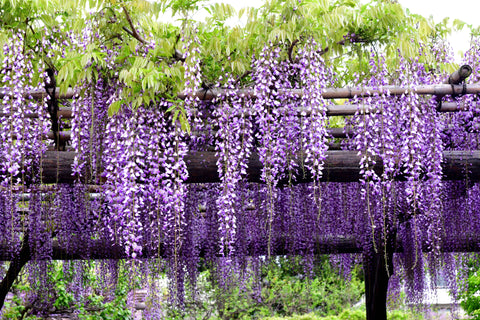 Purple Japanese Wisteria flowers hanging from a wooden trellis.