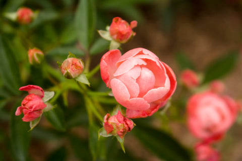 Blooming Knock Out Roses with vibrant pink petals surrounded by green leaves