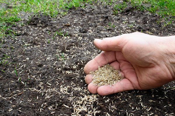 uncoated grass seed