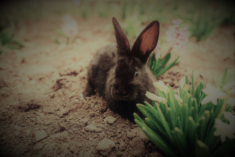 Black bunny amidst devoured lilies and tulips, depicting the attack of the bunnies