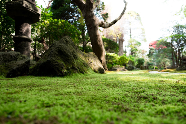 moss lawn