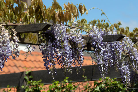 Wisteria blooms hanging from a pergola against a blue sky.