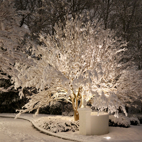 crape myrtle in snow