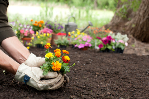 Woman planting flowers in the soil