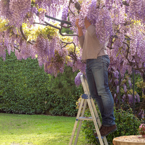 Gardener Pruning a Blooming Wisteria Tree in Sunlight