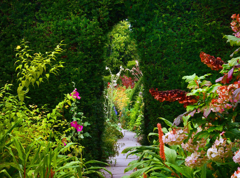 Lush garden path with tall hedges and vibrant climbing flowers.