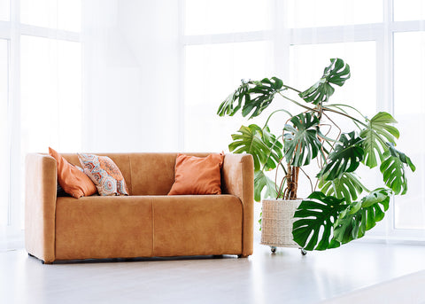 Lush Monstera plant in a bright room beside a cushioned brown sofa