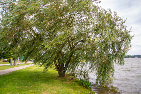 “Weeping Willow tree by a peaceful lake under a cloudy sky
