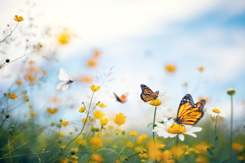 Butterflies bask in sunny spots amidst blooming flowers