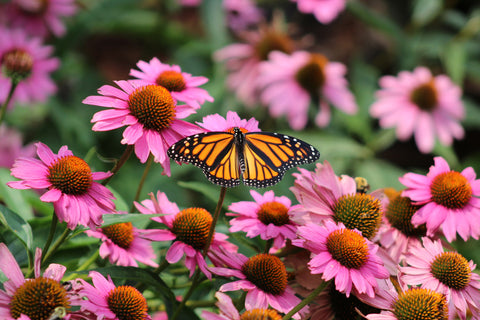 A Monarch butterfly enjoys vibrant pink Coneflowers, showcasing pollination