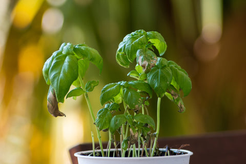 Basil plant with wilted leaves showing signs of heat stress.