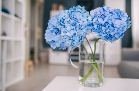 Bue hydrangeas in vase on white table in modern living room