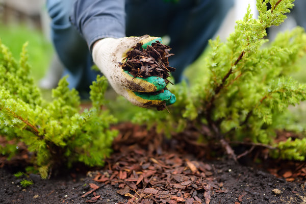 planting in fall