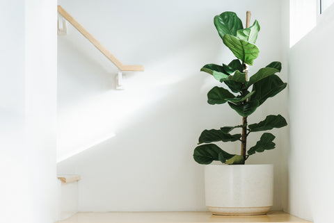 Fiddle Leaf Fig in a white pot, placed beside stairs, bathed in natural light