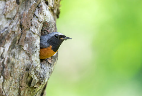 Native plants providing habitat: Bird nestled in tree amidst lush greenery.