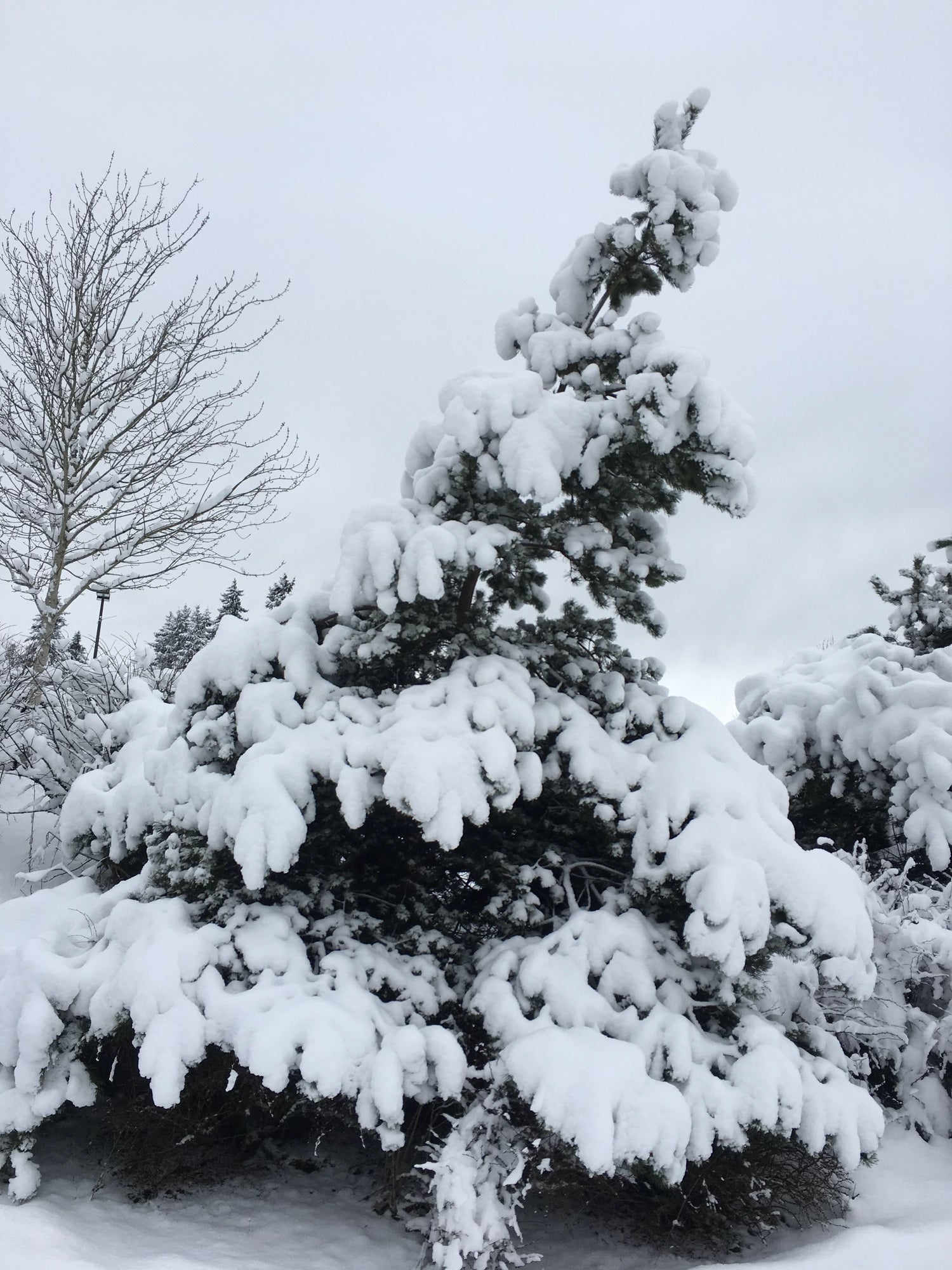 An evergreen weighed down by snow.