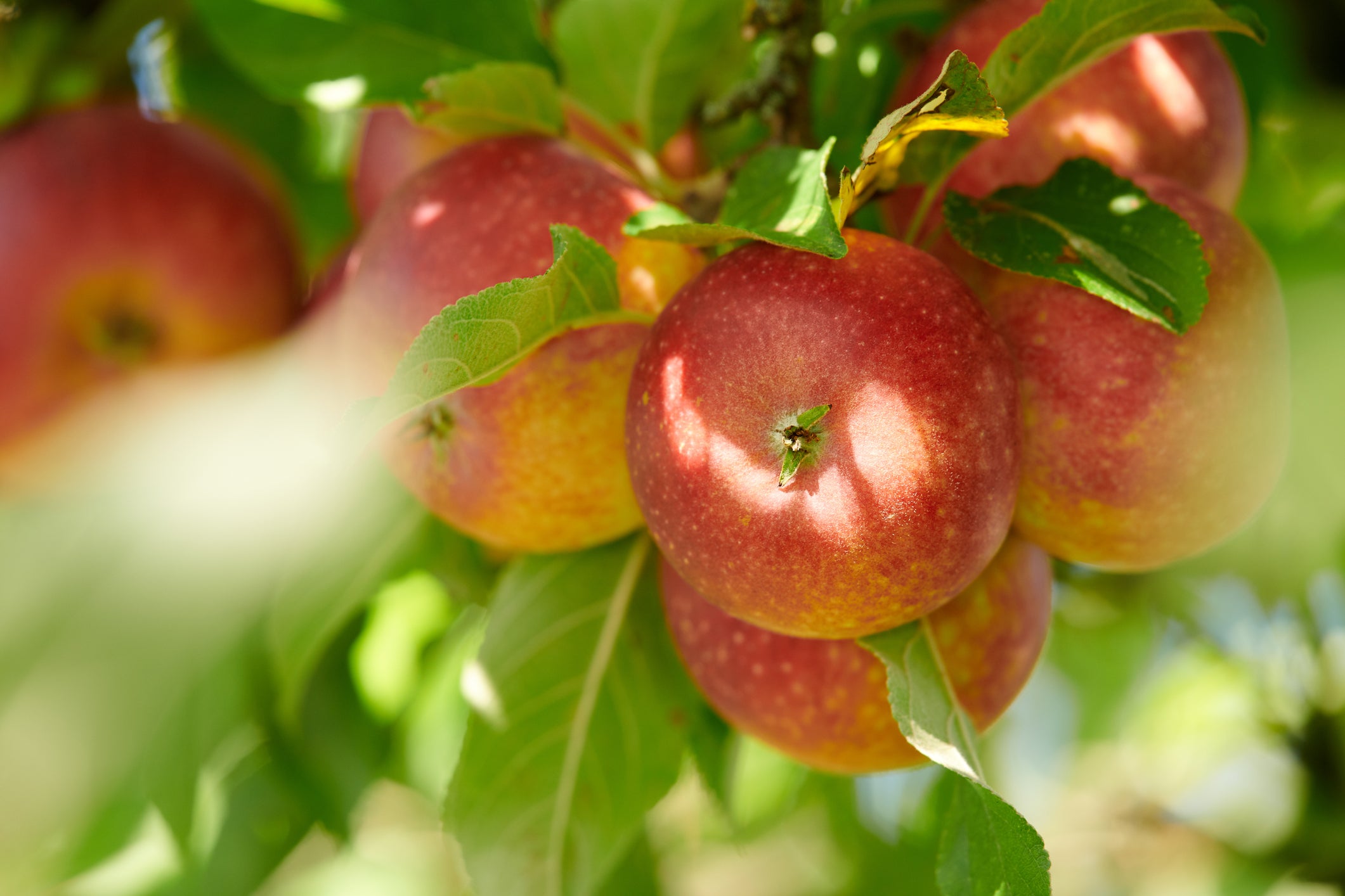 Red Apple Cultivars: Growing Apple Trees With Red Fruit