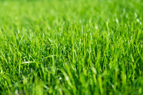 Lush green Fescue Grass Seed lawn under bright sunlight