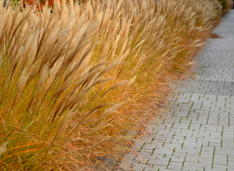 Adagio Maiden Grass lining a paved walkway in autumn hues
