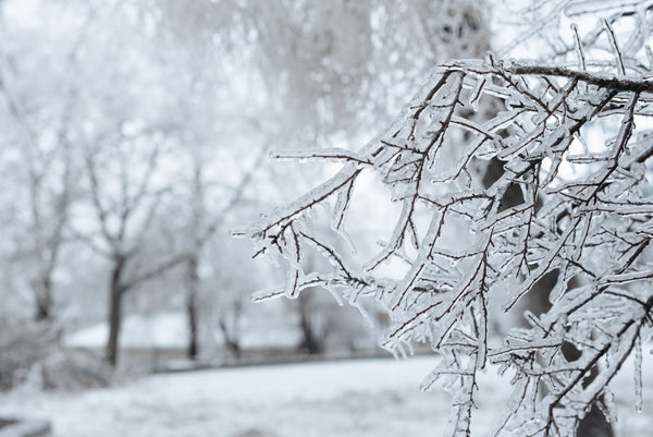 snow on branches