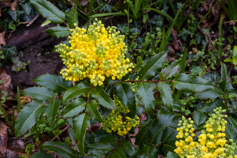 Bright yellow Mahonia flowers blooming amidst green leaves.