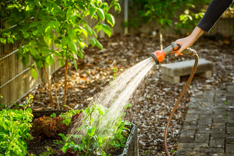 Watering plants in a garden, ensuring they receive an inch of water weekly