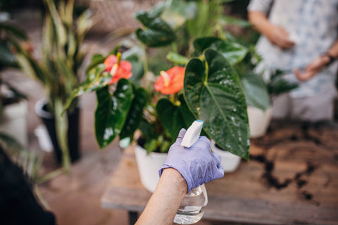 Gardener’s hand spraying water on Tropical Plants