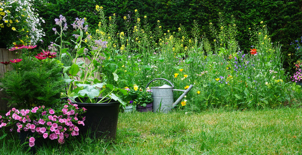 wildflower garden