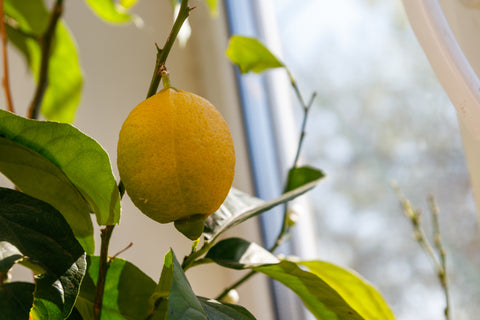 Ripe lemon on a tropical citrus tree in sunlight