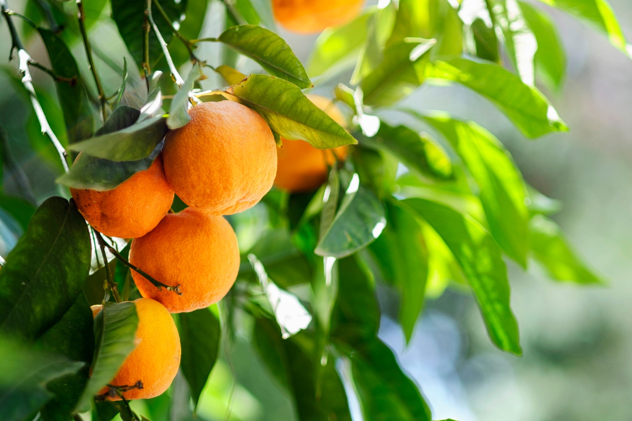 Grow Your Own Citrus Trees