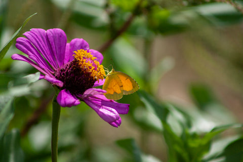 Yellow butterfly on purple flower, green hydrangeas in background