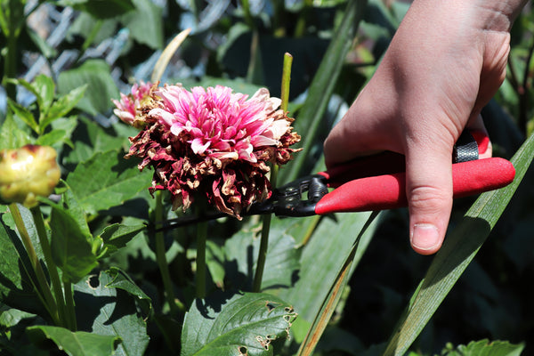 Hand using shears to cut off a wilted flower amidst green leaves