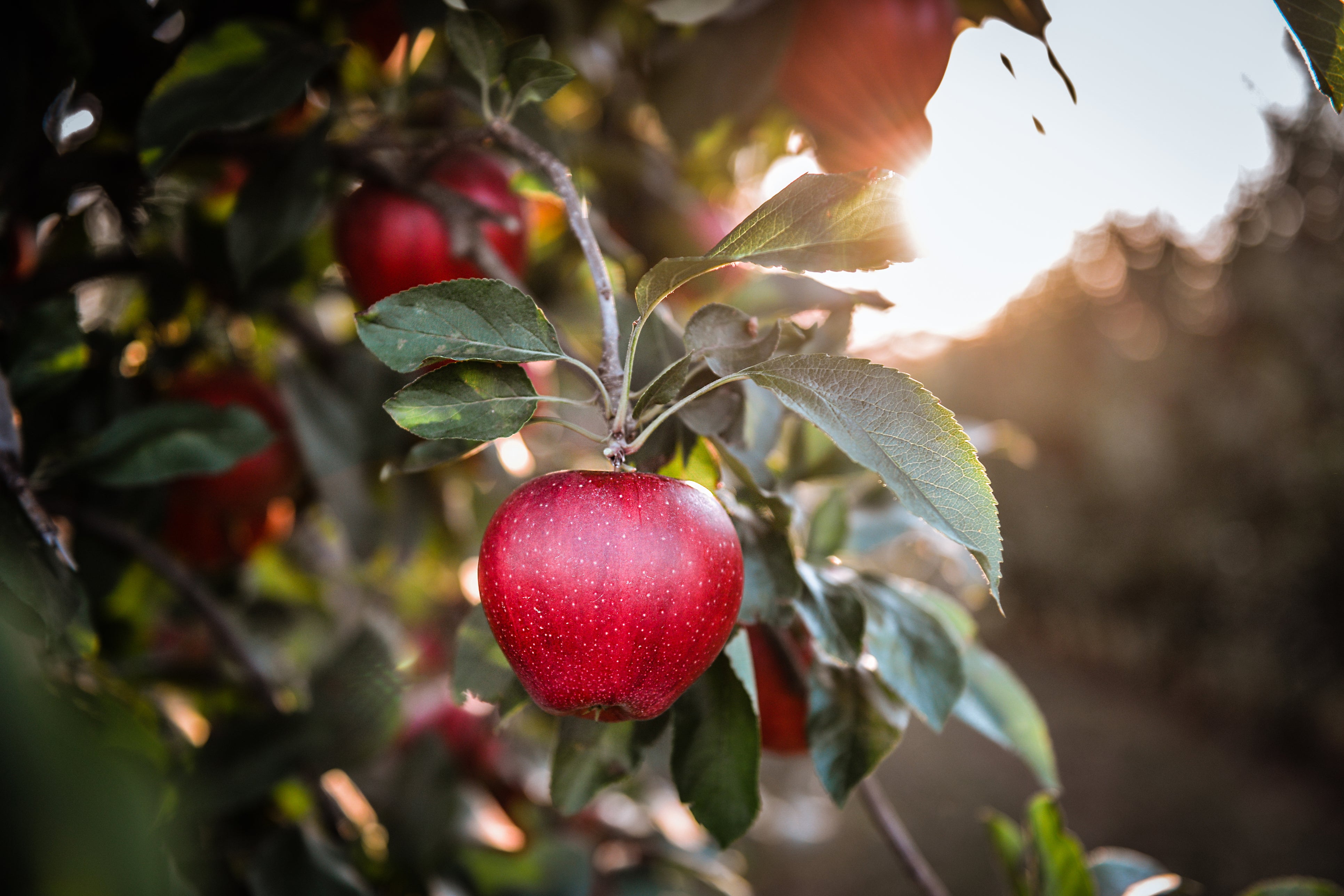 Dwarf Red McIntosh Apple Tree - World-renowned flavor, cold hardy, and  delicious! (2 years old and 3-4 feet tall.)