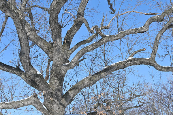 dormant tree