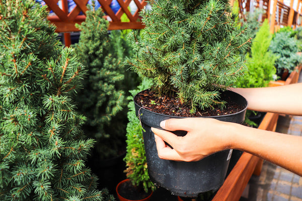 planting evergreen tree