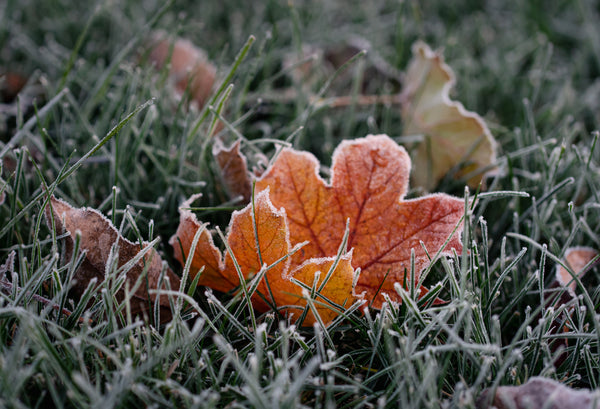 frost on ground