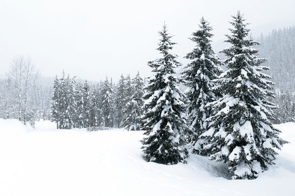 snowy winter trees