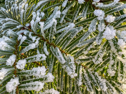 fir tree in snow