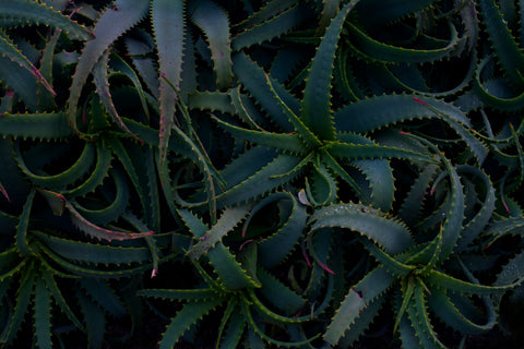 Close-up of a dark green aloe plant with spiky edges