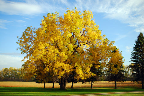 Majestic golden-yellow tree in a sunny park during autumn