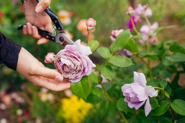 “Person deadheading a blooming purple rose in a garden