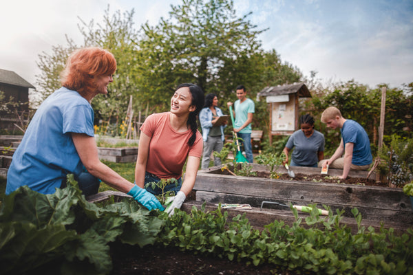 People tending to plants in a community garden