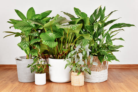 Variety of green plants in stylish containers on a wooden floor, ready for re-planting