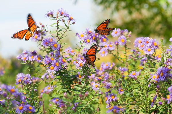 Asters