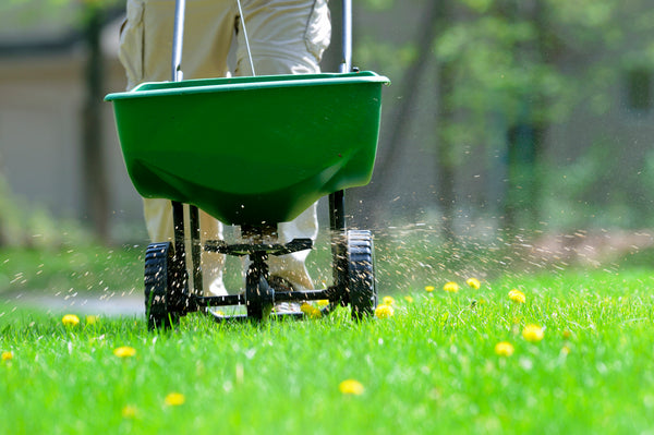 spreading grass seed