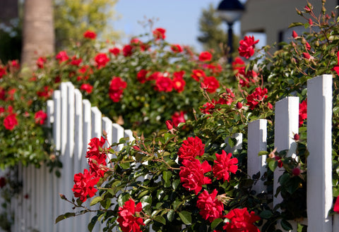 Vibrant Knock Out Rose bushes blooming behind a white picket fence