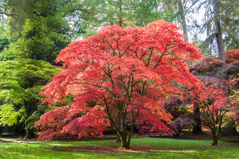 Vibrant red Japanese Maple in lush green garden