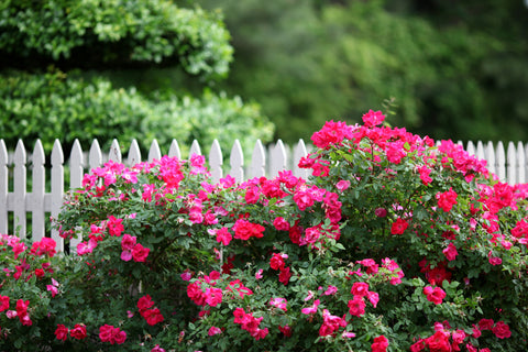 Red flowers and white picket fence representing Companion planting
