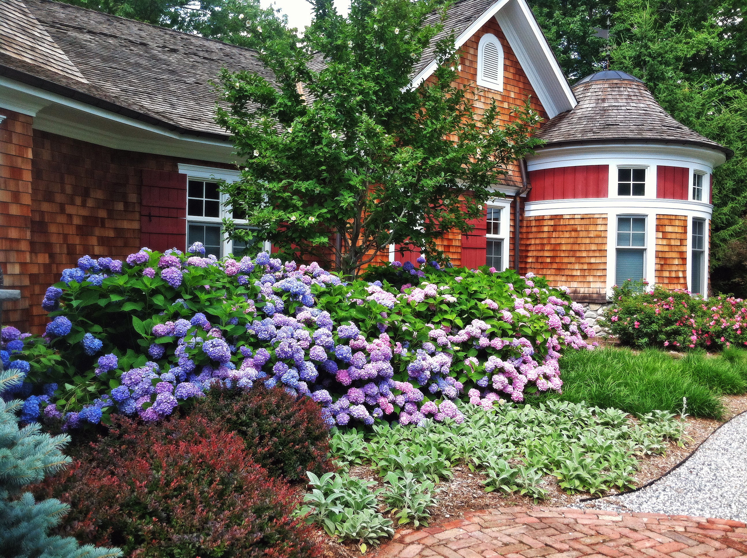 Image of Lilac Hydrangea in a Landscape