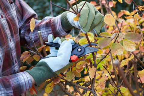 Person trimming and pruning plants with shears, promoting healthy growth